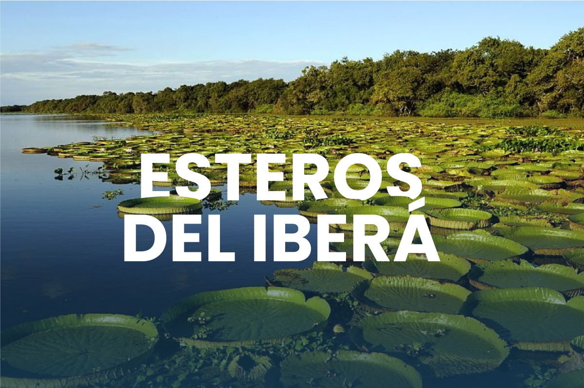 Esteros del Iberá