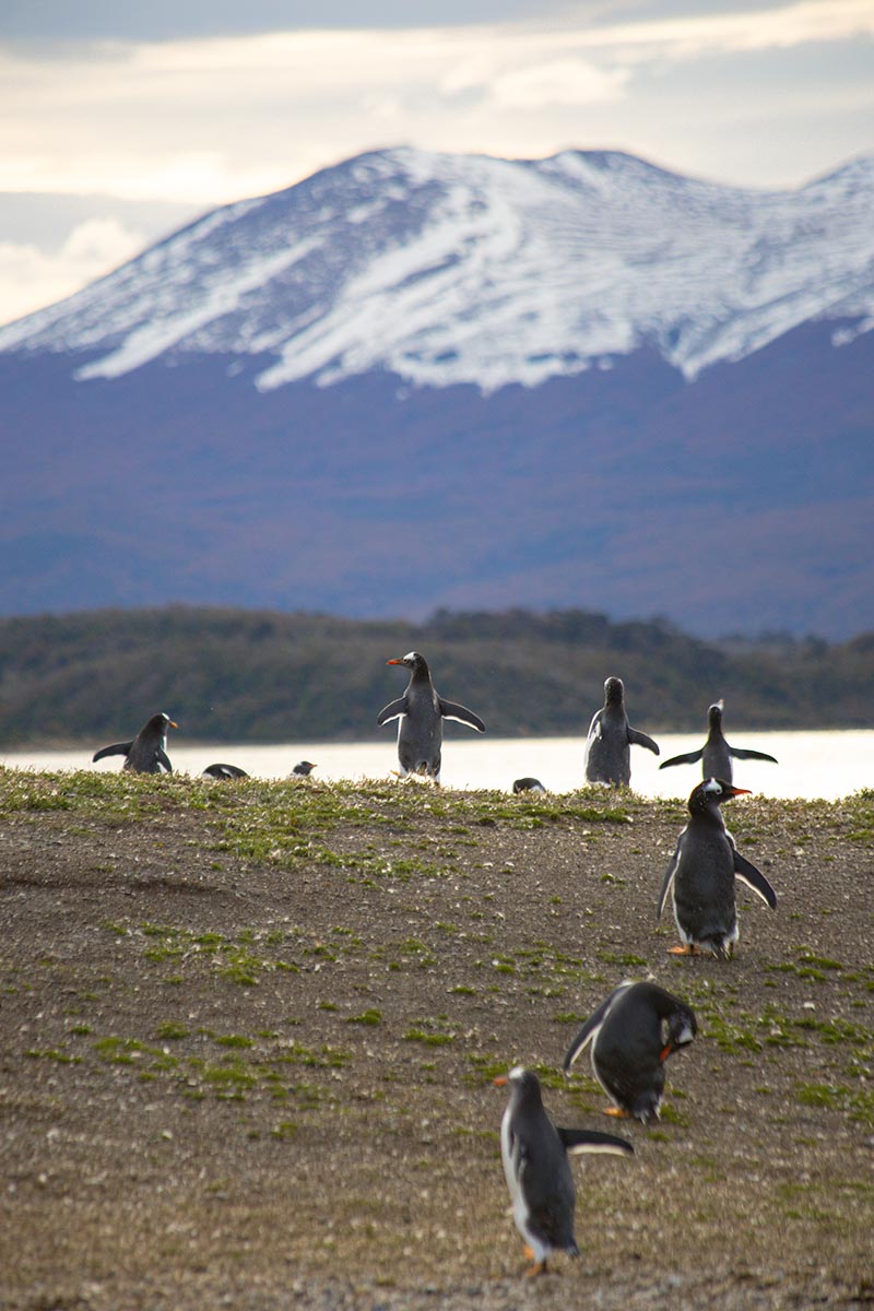 NAVEGACION PINGUINERA