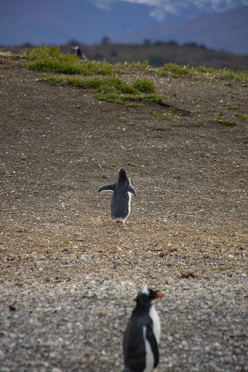 NAVEGACION PINGUINERA