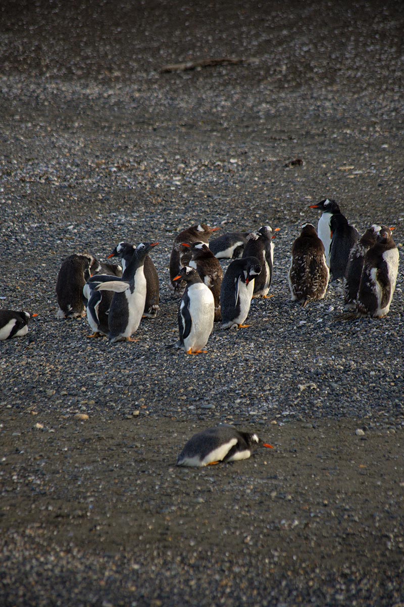 NAVEGACION PINGUINERA