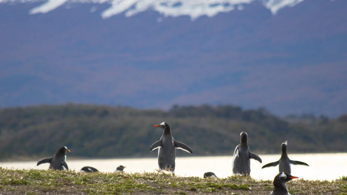 Ushuaia Icónica con Pinguinera